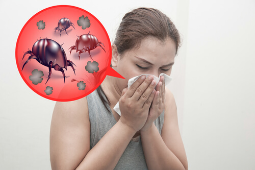 Cuida tu piel y evita alergias usando los mejores aspiradores de ácaros